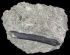 Theropod Dinosaur Limb Section In Rock - Montana #67771-1